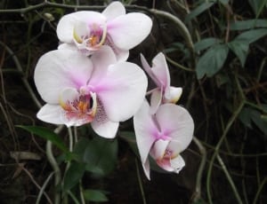 moth orchid thumbnail