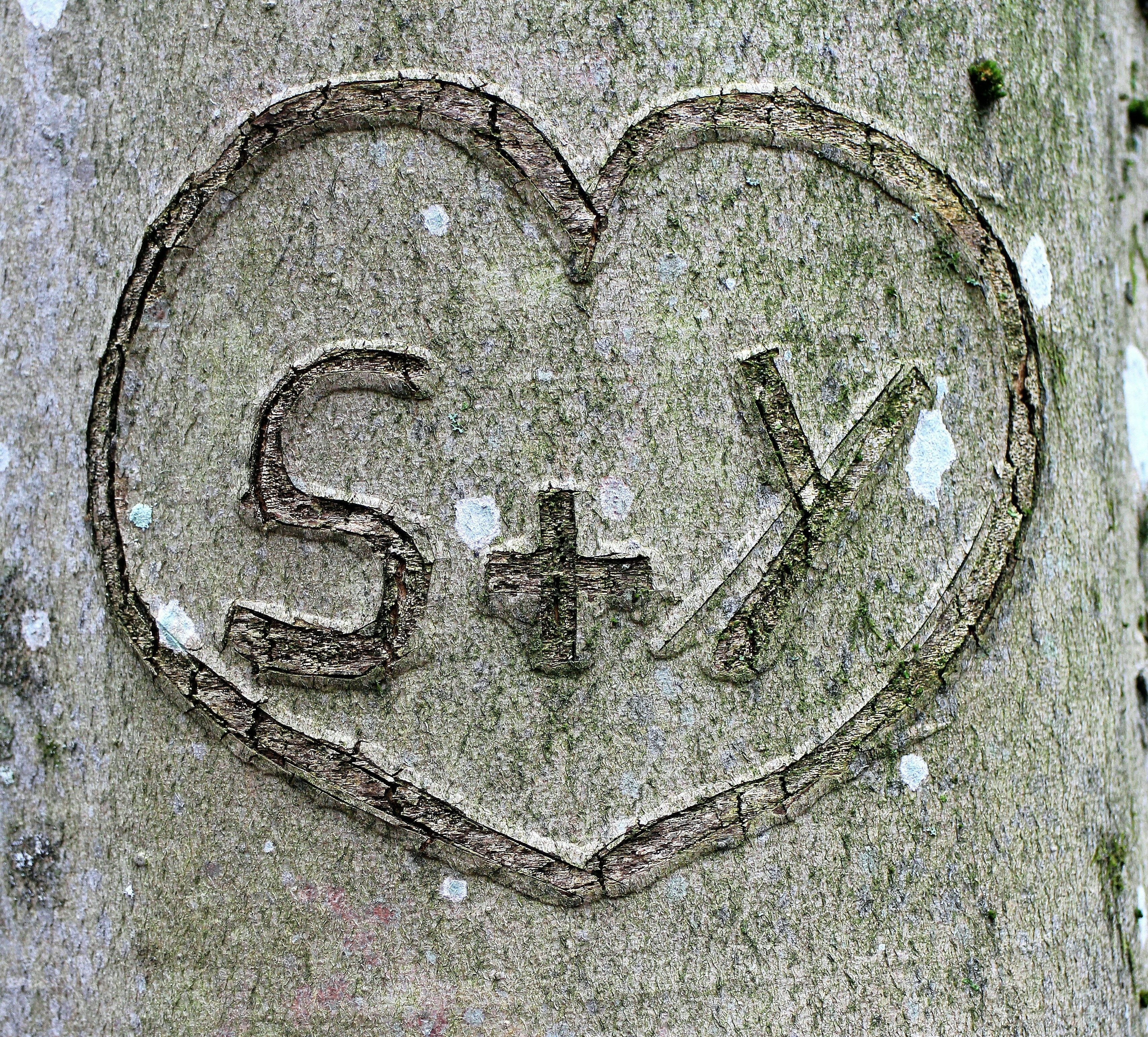 grey tree trunk etched s+y