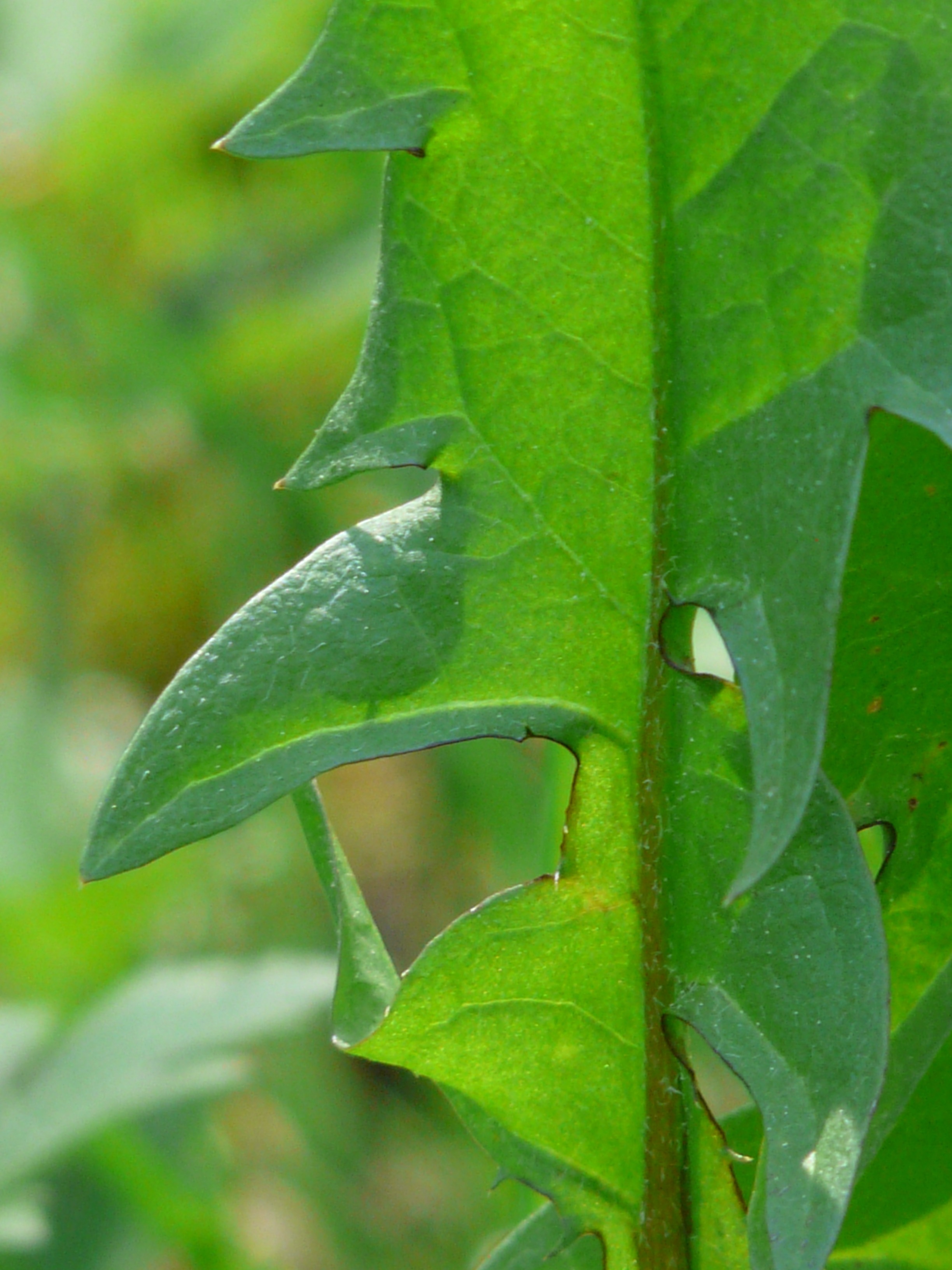 green pointed tip leaf