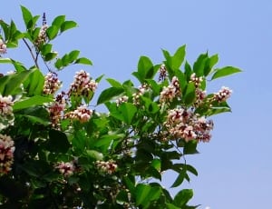 beige and pink flowered green tree thumbnail