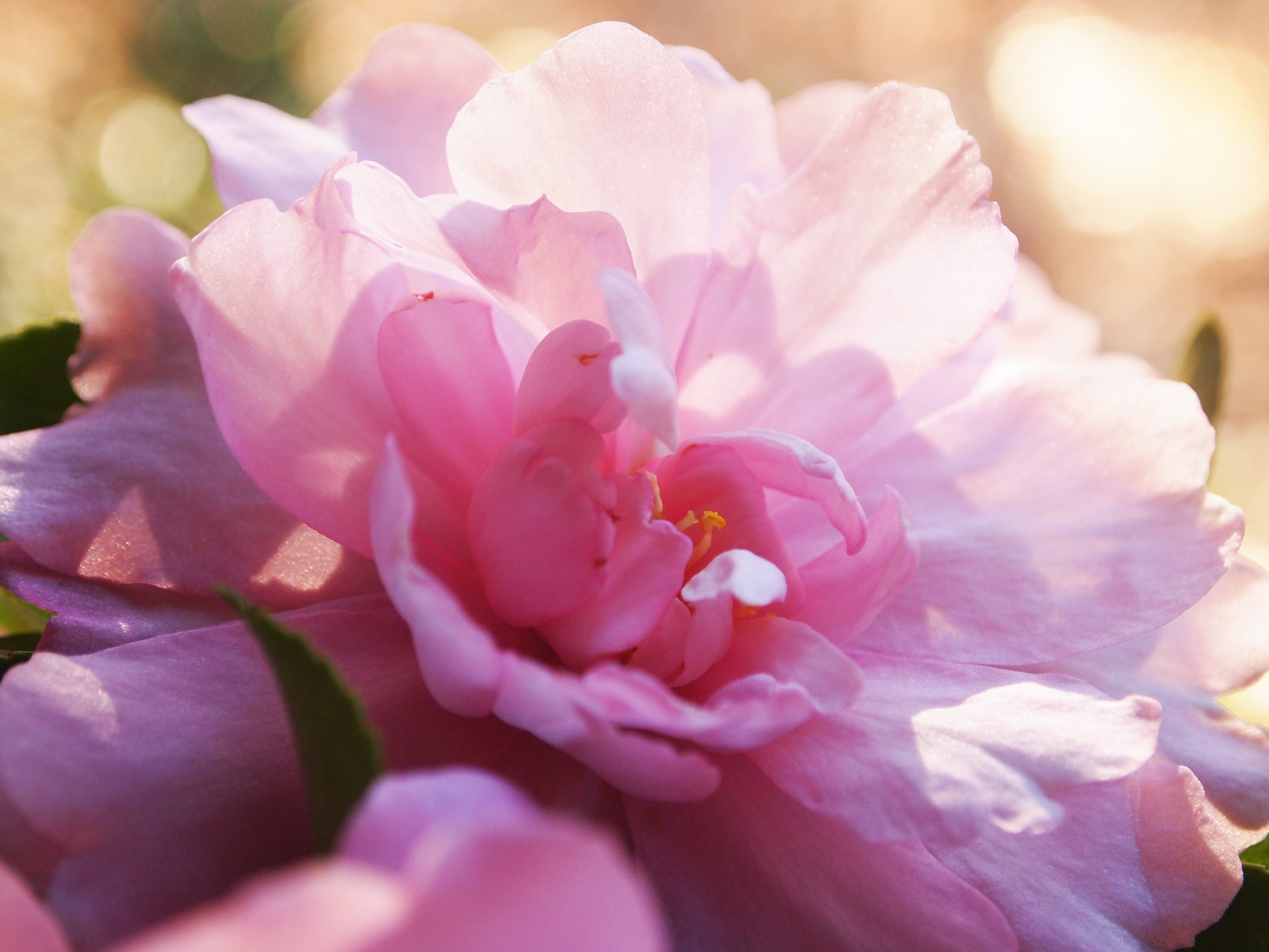 pink flower