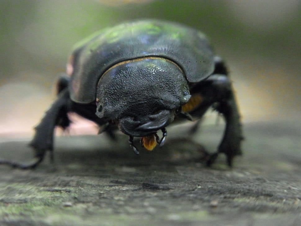 dung beetle preview