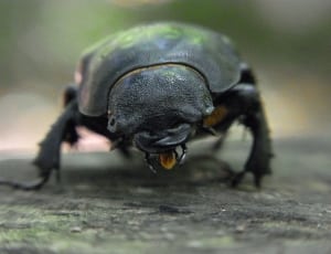 dung beetle thumbnail