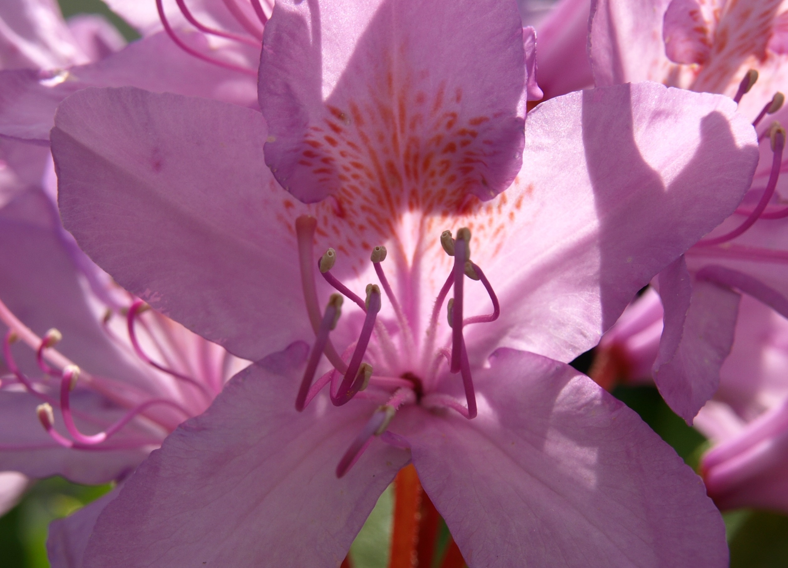 pink 5 petaled flower