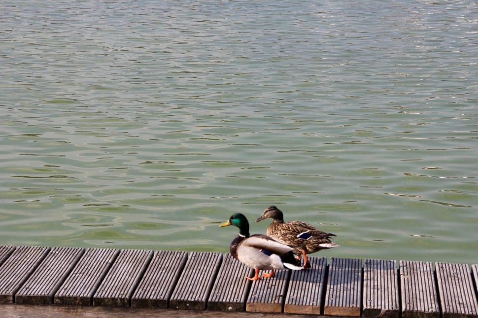 male and female mallard duck preview