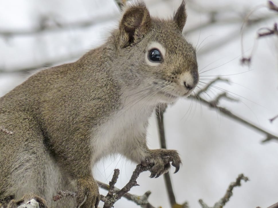 gray squirrel on branch in close up photography preview