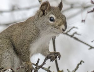 gray squirrel on branch in close up photography thumbnail