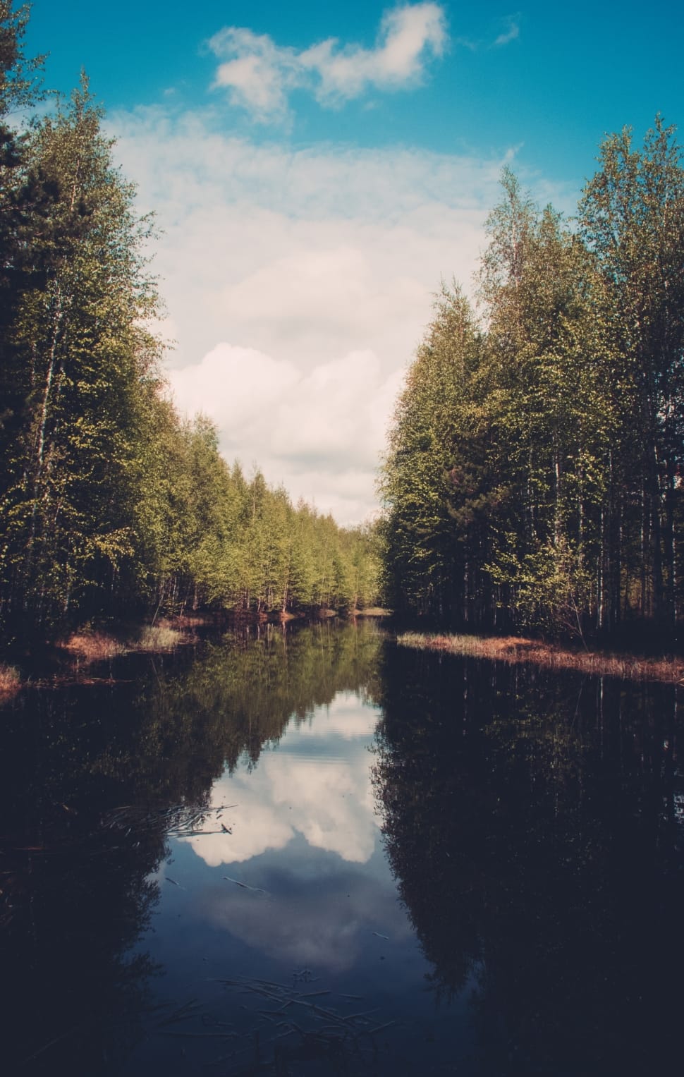 trees and body of water during daytime preview