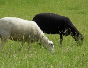 black and white sheep thumbnail