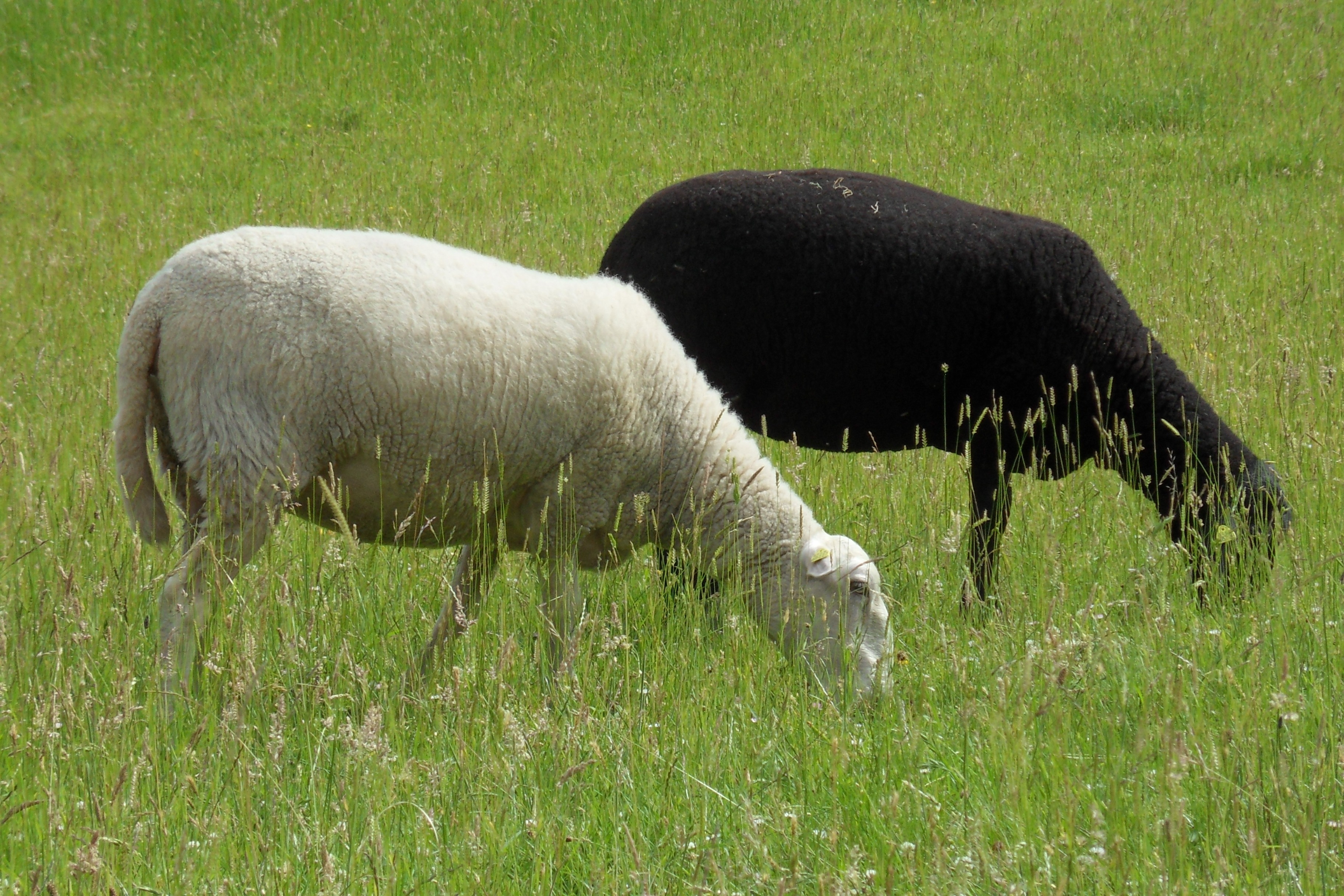 black and white sheep