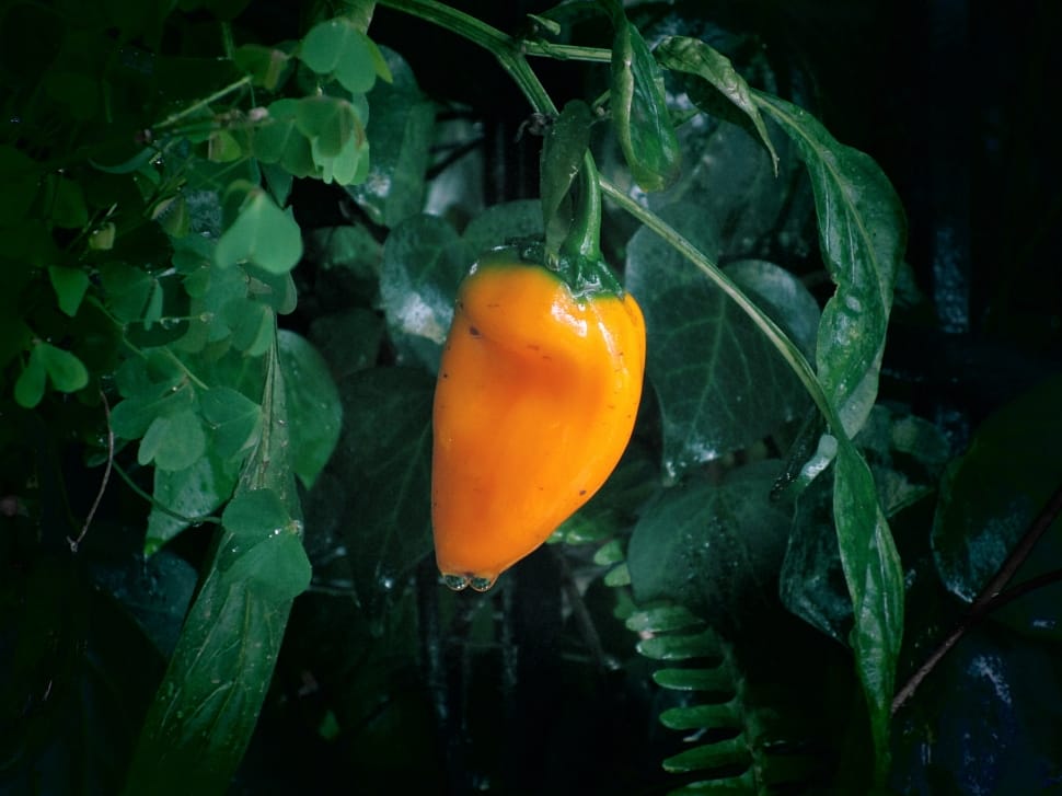 orange bell pepper preview