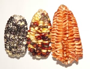assorted artificial corns thumbnail