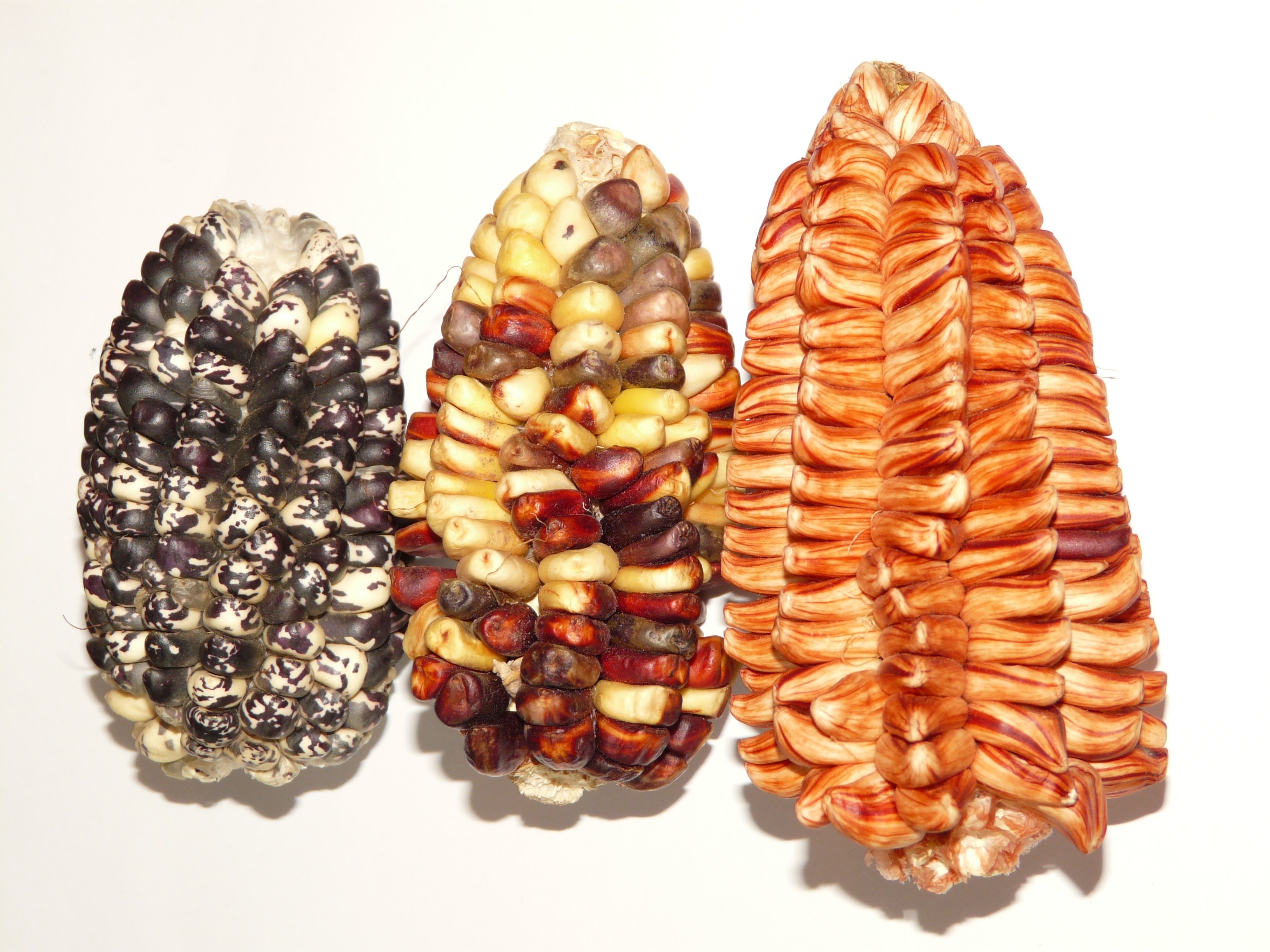 assorted artificial corns