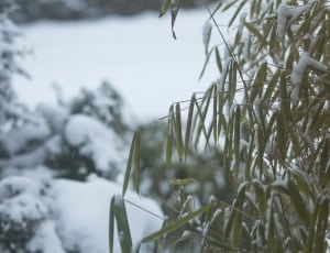 green leaf plants and snow thumbnail