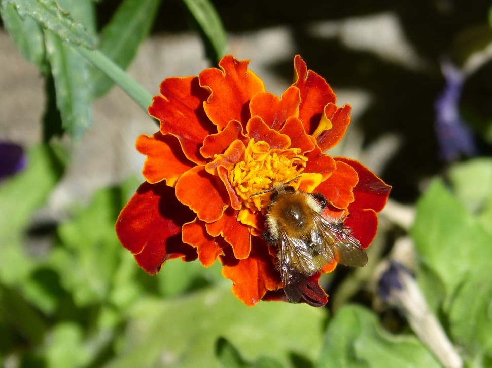 bee on red and yellow flower tilt shift lens preview