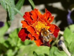 bee on red and yellow flower tilt shift lens thumbnail