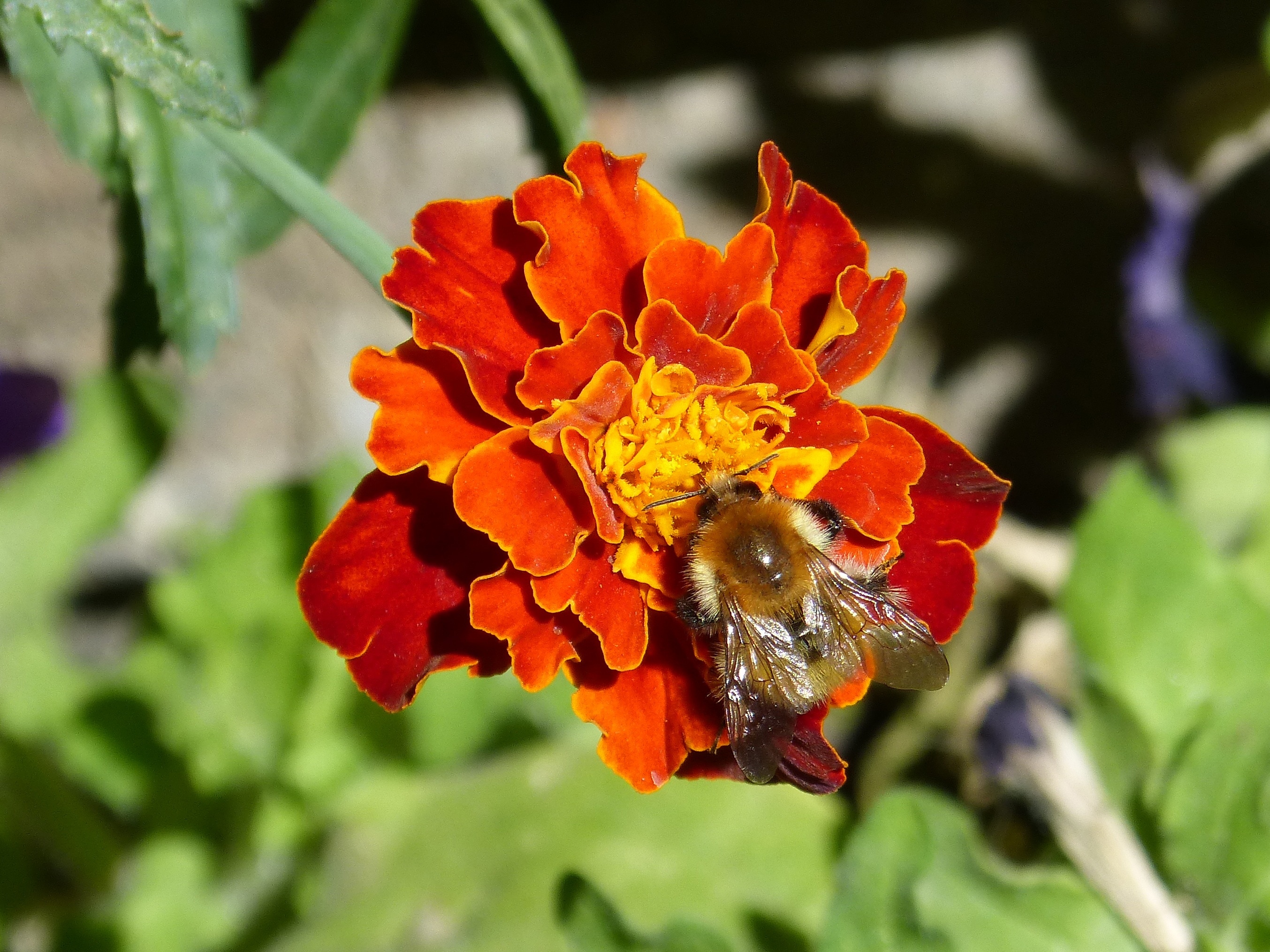 bee on red and yellow flower tilt shift lens