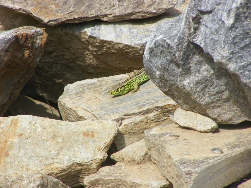 green and gray lizard preview