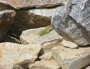 green and gray lizard thumbnail