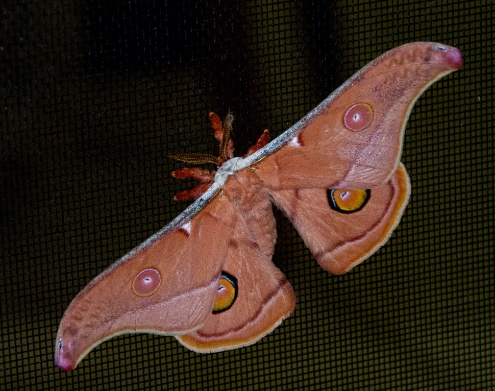 polyphemus moth preview