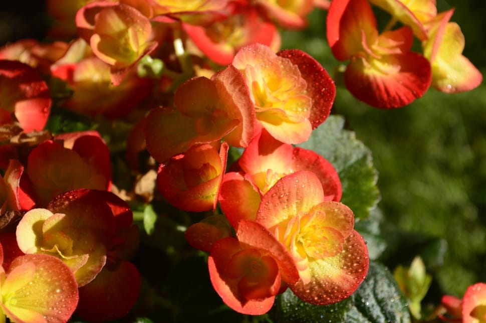 orange yellow and red petaled flower preview