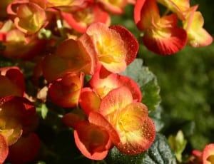 orange yellow and red petaled flower thumbnail