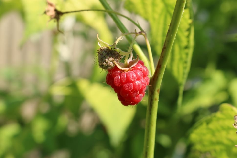 red raspberry preview