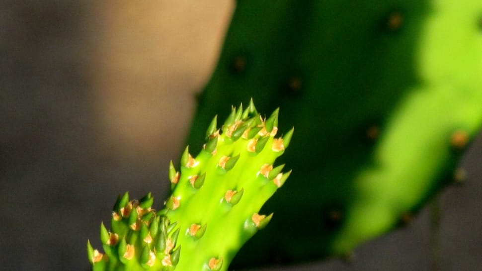 green cactus preview