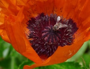 oriental poppy flower thumbnail