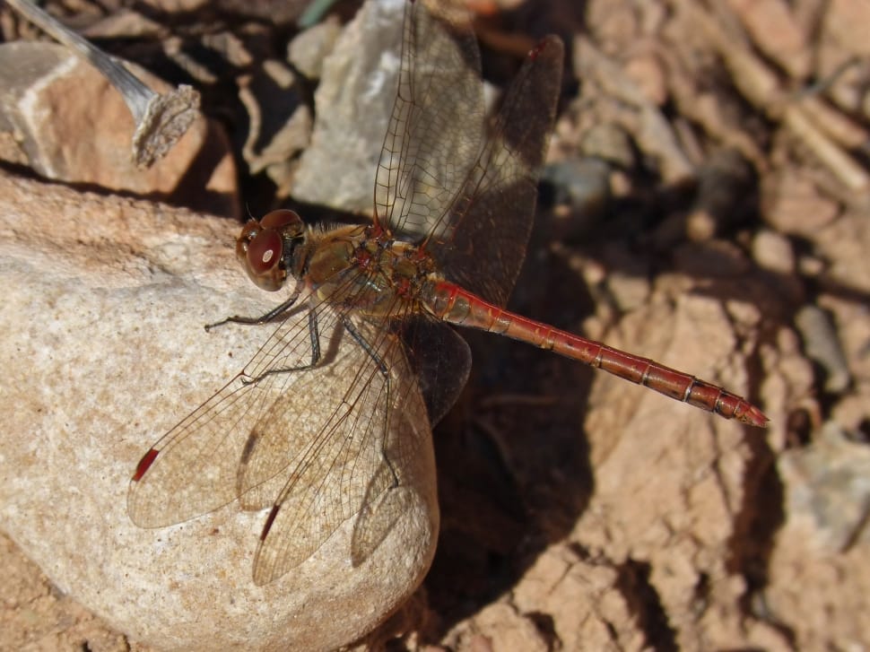 red scarlet darter in closeup photo preview