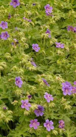 purple geranium thumbnail
