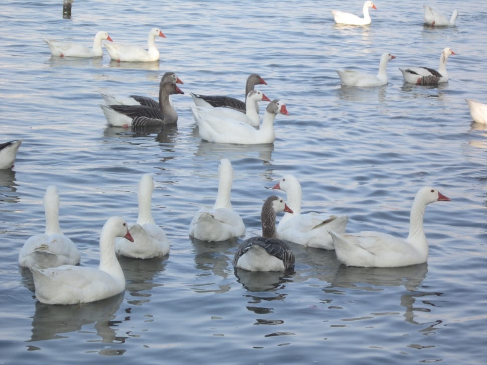 flock of goose on body of water during daytime preview