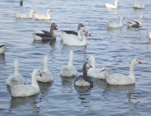 flock of goose on body of water during daytime thumbnail