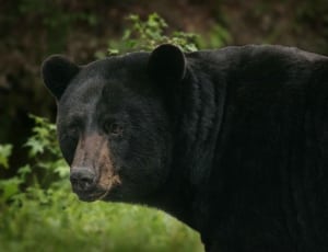 black grizzly bear thumbnail