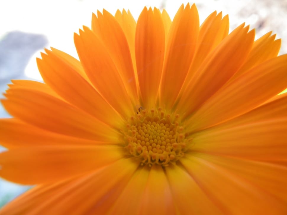Flower, Orange, Calendula, Bright, flower, petal preview