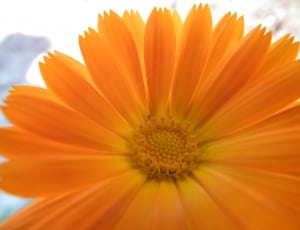 Flower, Orange, Calendula, Bright, flower, petal thumbnail