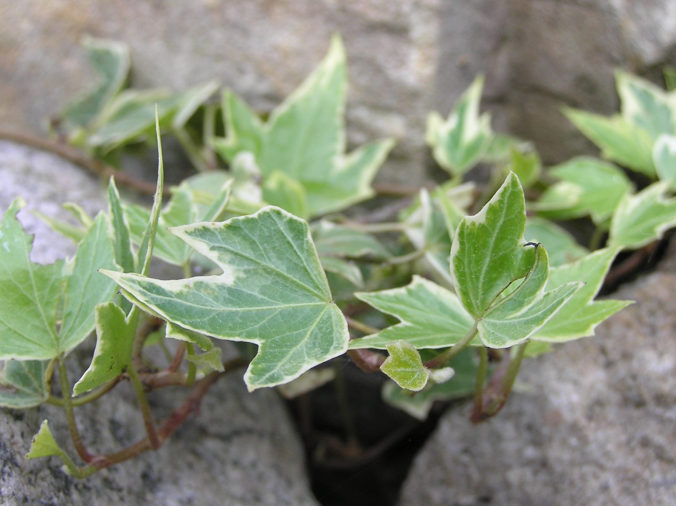 green leafed plant