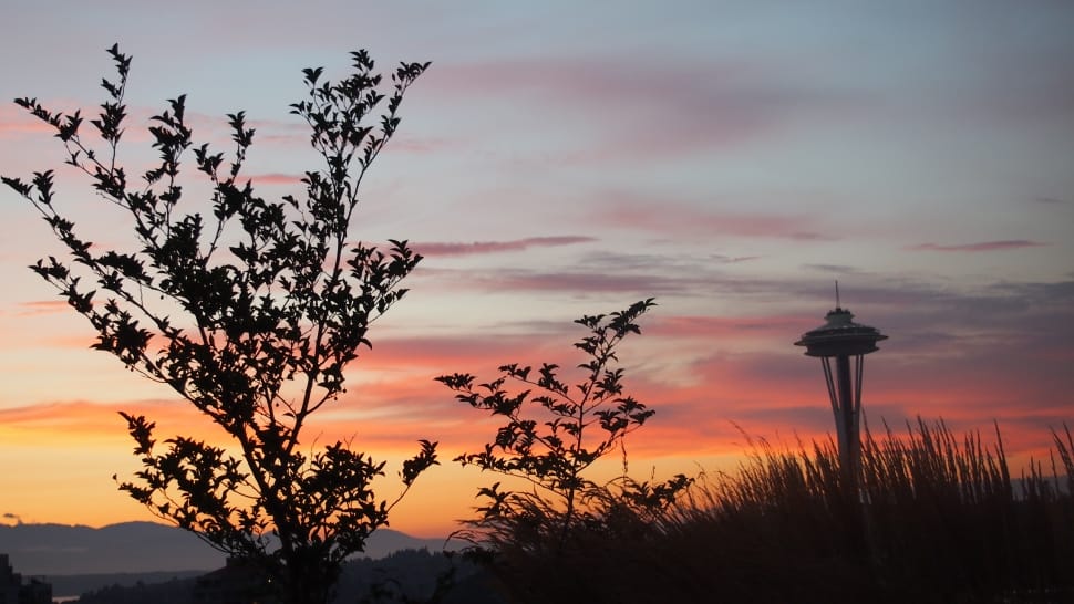 silhouette image of tree preview