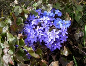 blue 6 petaled flowers thumbnail