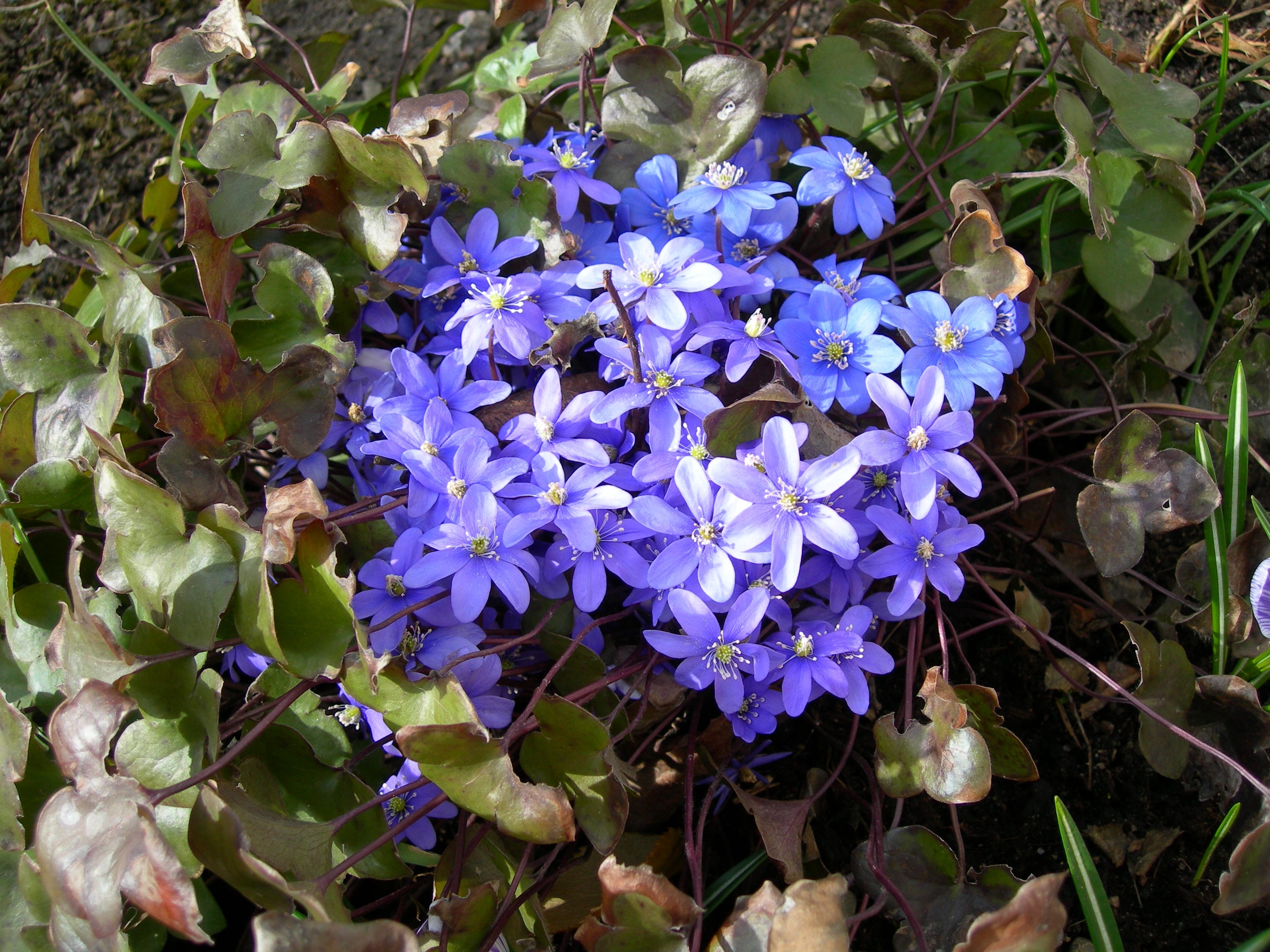 blue 6 petaled flowers