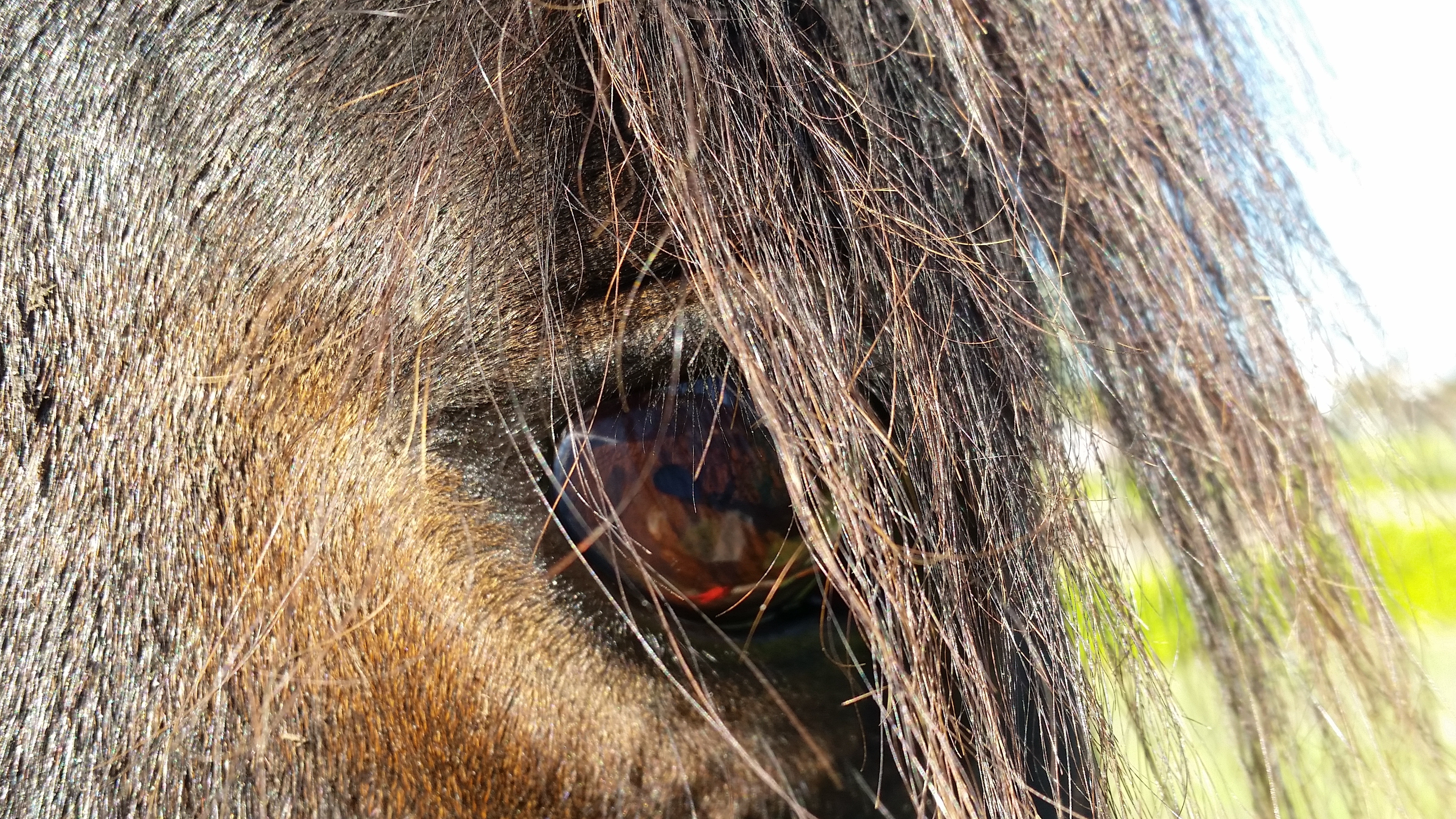 brown horse eye