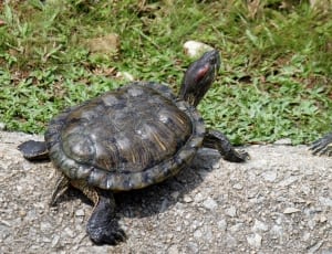 black tortoise thumbnail