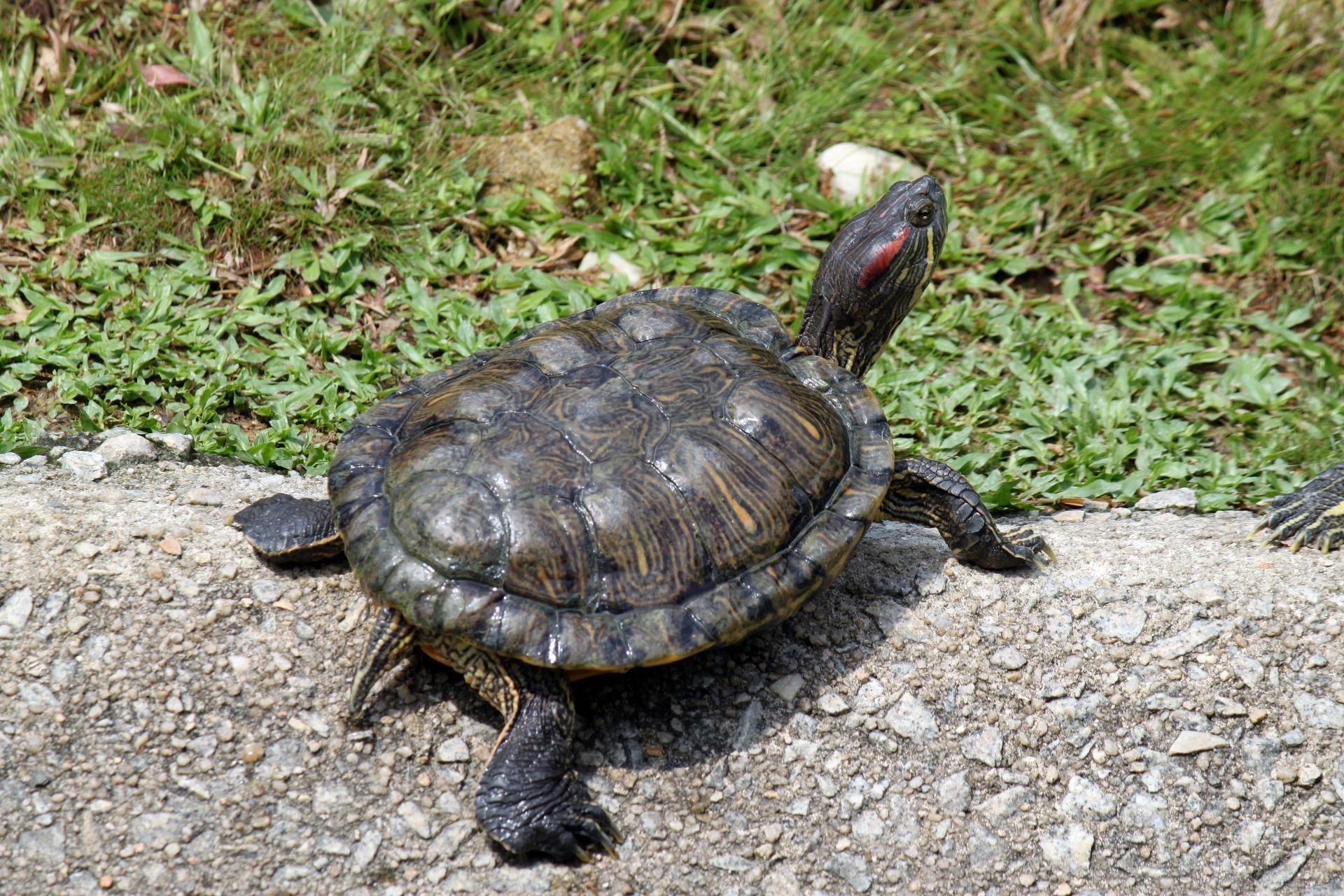 black tortoise