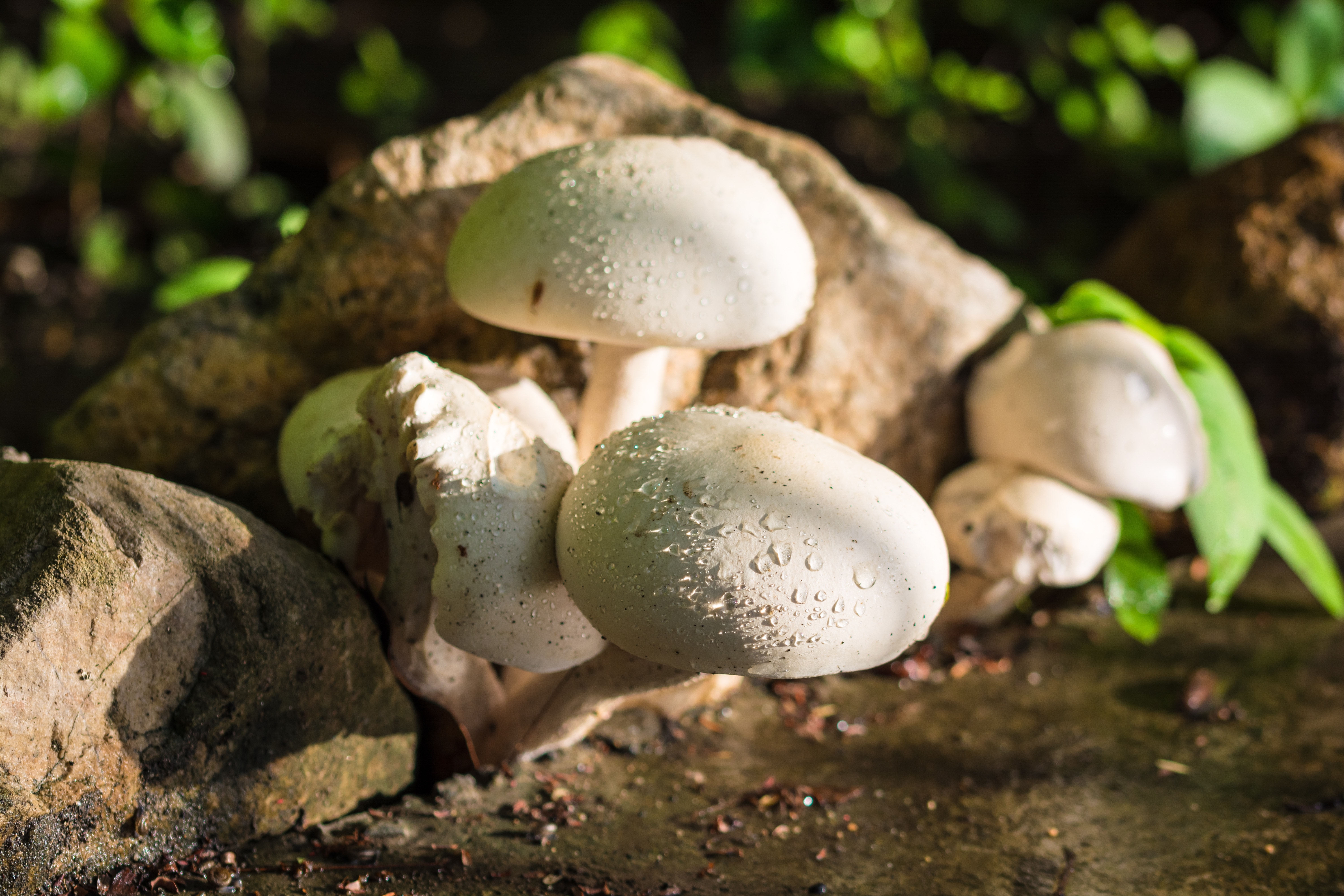 Rusty White грибы