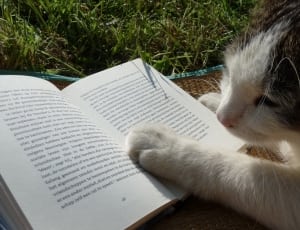 white and black cat  beside book thumbnail