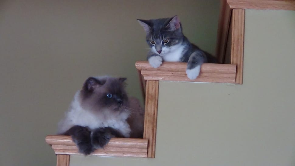 two siamese and silver tabby cat on ladder preview