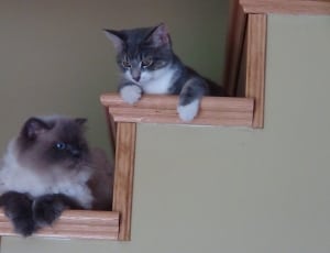 two siamese and silver tabby cat on ladder thumbnail
