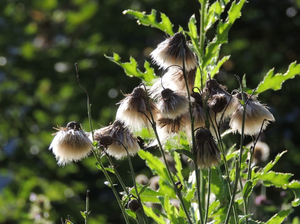 pasque flower seed heads preview