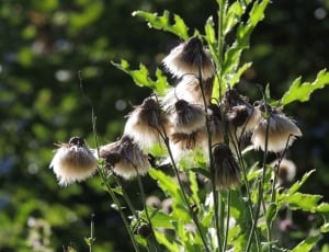 pasque flower seed heads thumbnail
