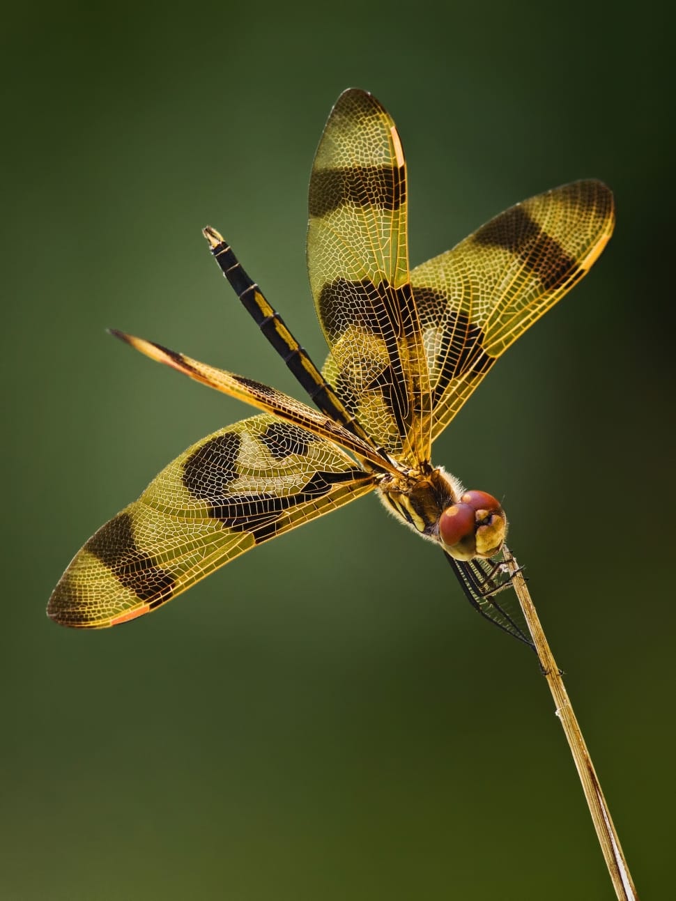 yellow and brown stripe dragonfly preview
